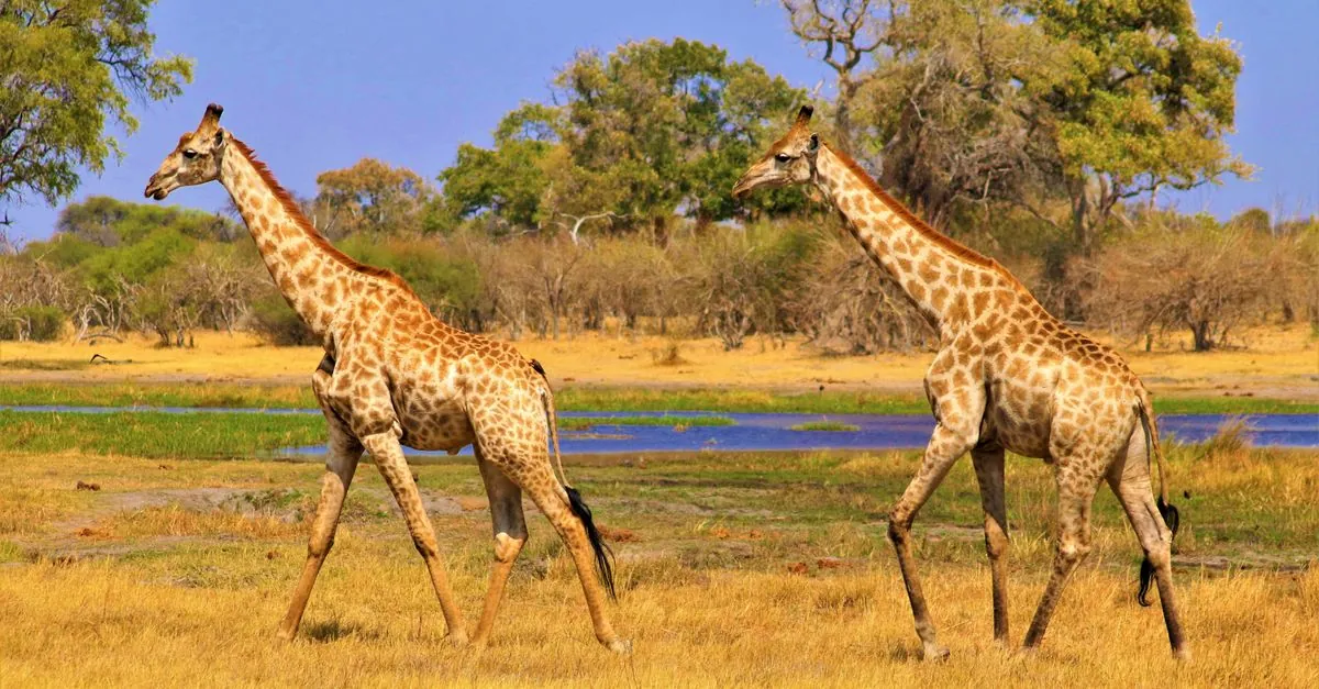 Botswana