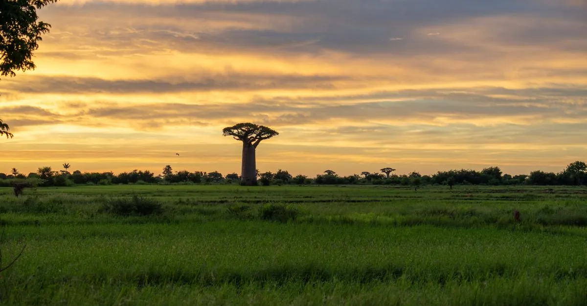 Madagascar