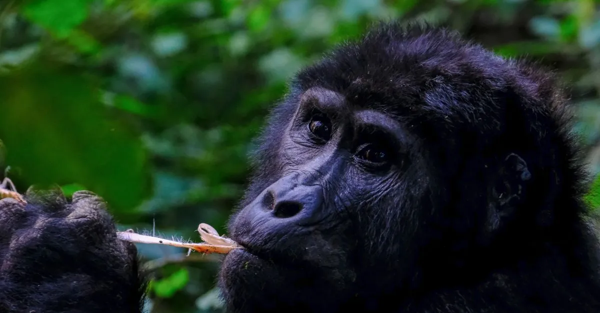 Uganda